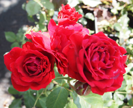 Akcijska prodaja sadnica ruža u vrtnom centru Zrinjevac -  sve sadnice po 20 kuna bez obzira na veličinu